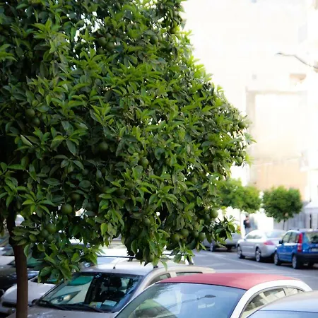 Solea Catania